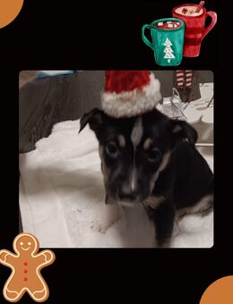 Zuckersüß Welpen - Heiligenhaus Zentrum