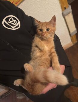 Rotes sibirisches Waldkatze Mix Mädchen!! - Rehlingen-Siersburg