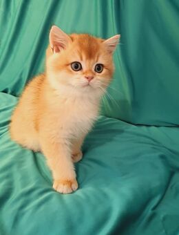 Liebevolle BKH und BLH Kitten - Schwalbach
