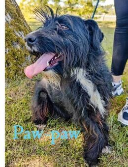 Paw-Paw - wahre Tierfreunde gesucht - Wettenberg