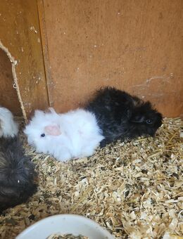 Meerschweinchen Lunkarya Babys - Mosbach