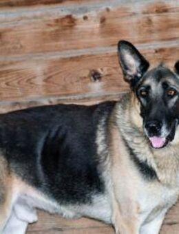 Möchten Sie Airon bei sich aufnehmen? - Neuss