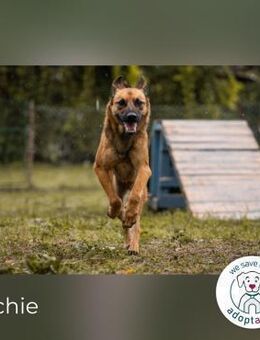 Archie: Kämpfer sucht Zuhause - Kirchzell