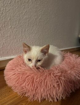 Bounty sucht ein neues zuhause - Düsseldorf