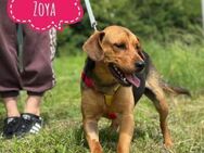 Zoya eine Hündin zum lieb haben - Flörsheim-Dalsheim