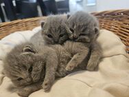 Reinrassige bkh Kitten - Büren