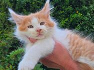 Maine Coon Katerchen in red-tabby-white und cream-(silver)-tabby-white - Freital