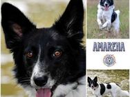 AMARENA -aktive, sensible Hundeseele- - Duisburg