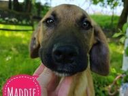 Maddie ein braves Mädchen - Flörsheim-Dalsheim