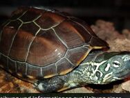 Wasserschildkröten - Jena