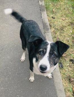 Molly sucht liebevolles Zuhause - Laufen