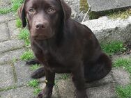 Reinrassige Labrador Hündin - Braunlage