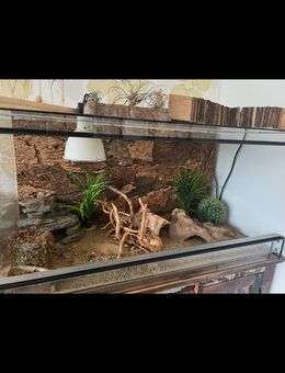 Terrarium Glas Wirbeltiere 100x50x50 - Everswinkel