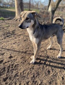 Schönling Nino - Weyhe