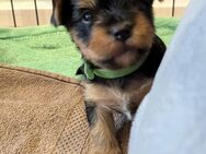 Yorkshire Terrier Welpen mit Familienanschluss - Ohne