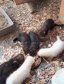 Frettchen welpen in 08606