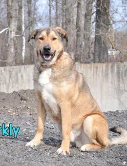 Barkly cool, klug & ausgeglichen 06/22 - Ruppertsecken