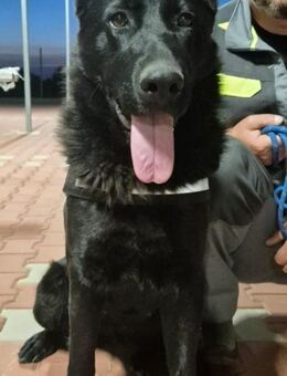 MURA - klug, wunderschön, loyal - Weilheim (Oberbayern)