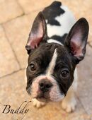 Französische Bulldoggen Welpen in 04749