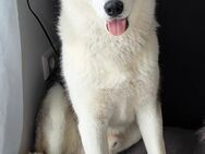 Sibirischer Husky \"Loki\" sucht ein liebevolles Zuhause - Dentlein (Forst)