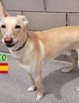 Neo - unkomplizierter Familienhund - Heppenheim (Bergstraße)