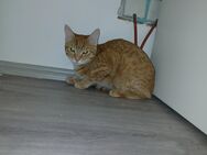 Katzen Schwester - Zülpich