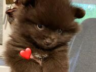 knuffige Zwergspitz Pomeranian mit Ahnentafel - Hof
