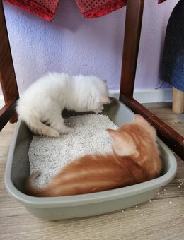 Weisse Kitten Türkisch Angora Mix abzugeben - Freital