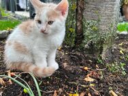 Perser Mix Babykatze - Cham Zentrum