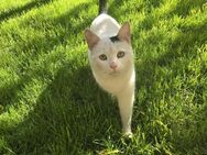 ❄️Neugieriger Kater Snowflake🐾 - Eislingen (Fils)