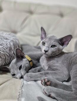 Wunderschöne Russisch Blau Kitten, Reinrassig, Stammbaum, Züchter. - Nettersheim