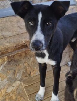 Momo wartet schon lange auf sein Zuhause - Chemnitz