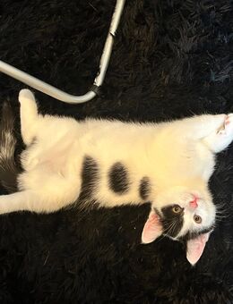 1 Ekh Kitten Kater abzugeben - Berlin Marzahn-Hellersdorf