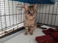 Gaby, bezaubernde Tigerkatze, 11M, blind - Vaterstetten