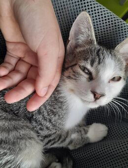 Baby-hauskatze zu verkaufen - Wiesbaden Kastel