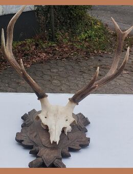 Hirsch Geweih mit Schädel auf einem geschnitzten Holzschild - Weyer