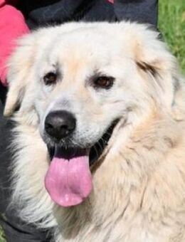 Traumhund LEON 2 - Gefrees