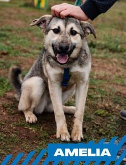 Amelia - so zuckersüß - Berlin