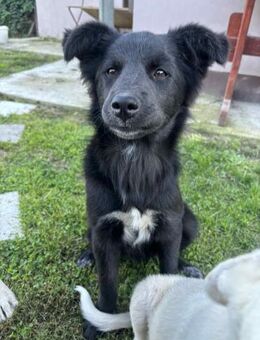 Negra so lieb sucht Familie - Großefehn
