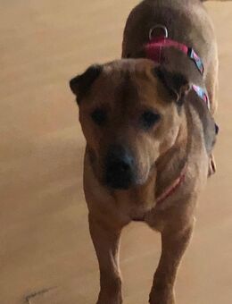 Braune Schönheit - Erkelenz