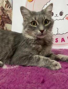 Tosca sucht ein Zuhause/ Pflegestelle - Olfen