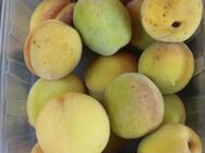Weinbergpfirsich Früchte aus natürlicher Ernte; einheimische Pfirsiche - Bad Belzig