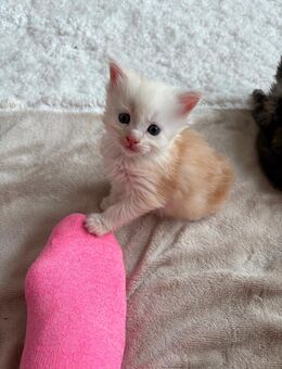 Süße XL Maine Coon Kitten wieder geboren - Wülfrath Zentrum