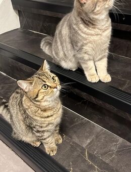 Britisch Kurzhaar 2x5 monate - Marl (Nordrhein-Westfalen)