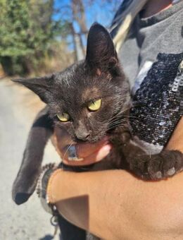 Nina aus dem Tierschutz - Grevenbroich