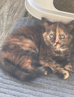 Katze Kätzchen abzugeben - Meinheim