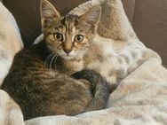 Tigerlilly sucht neues Zuhause - Triftern