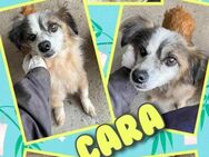 Süße Cara- bald auf Pflegestelle! - Nürnberg