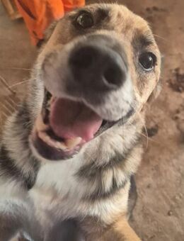 Steve ist unser Schmusebär 🐾 - Elsdorf (Nordrhein-Westfalen)