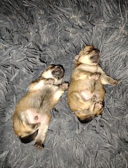 Pomeranian Zwergspitz Welpen - Erfurt